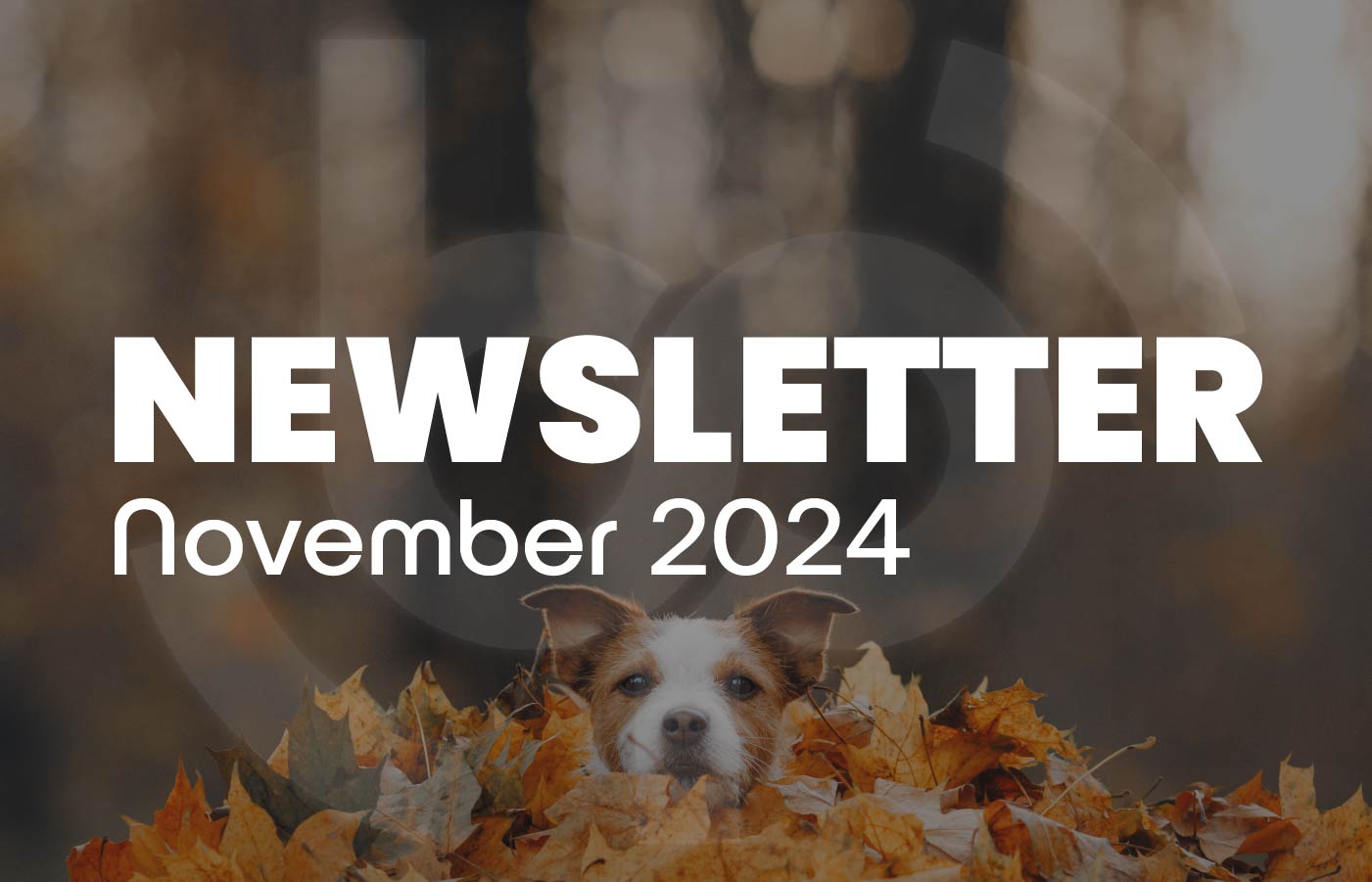 Alt Text: November 2024 newsletter cover featuring a playful dog peeking out from a pile of autumn leaves, set against a blurred background with warm, fall-colored hues.