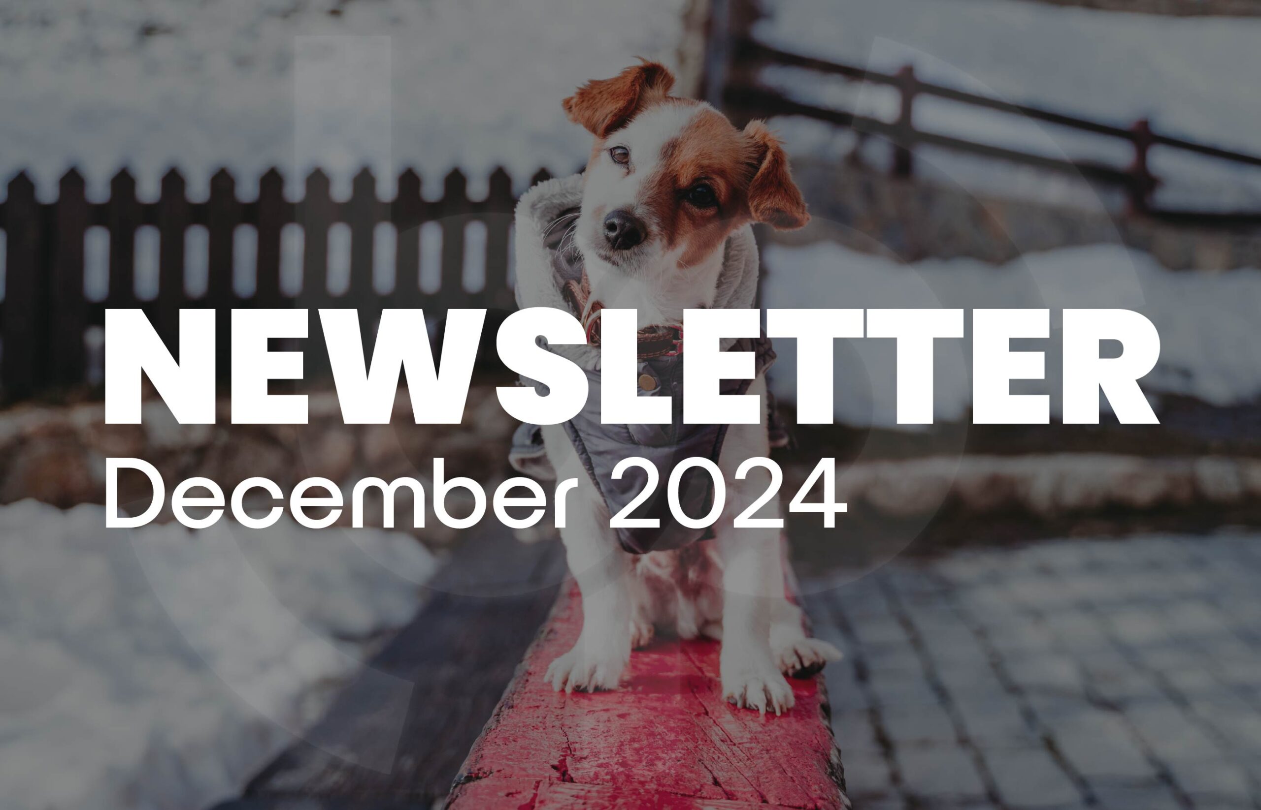 Newsletter December 2024 cover featuring a cute dog sitting on a red wooden beam in a snowy outdoor setting, with a cozy winter background including a wooden fence and blurred trees.